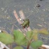 GRENOUILLE VERTE. GIOIA BORNE